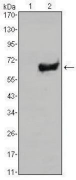 Monoclonal Anti-SOX2 antibody produced in mouse clone 10F10, ascites fluid