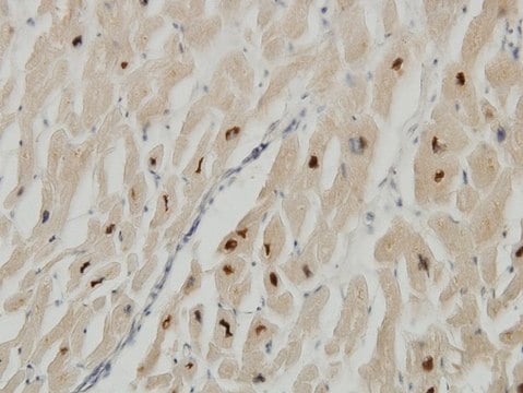Monoclonal Anti-TTN antibody produced in mouse clone 7D3, purified immunoglobulin, buffered aqueous solution