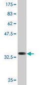 Monoclonal Anti-SLC36A2, (N-terminal) antibody produced in mouse clone 2B7, purified immunoglobulin, buffered aqueous solution