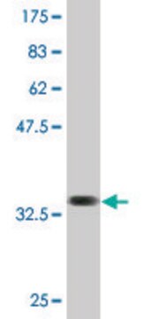 Monoclonal Anti-SLC36A2, (N-terminal) antibody produced in mouse clone 2B7, purified immunoglobulin, buffered aqueous solution