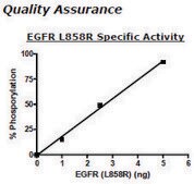 EGFR (L858R) Active human recombinant, expressed in baculovirus infected insect cells, ≥70% (SDS-PAGE)
