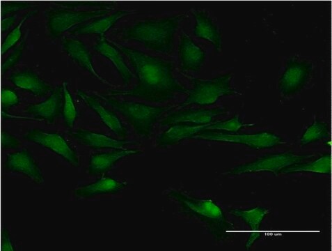 Monoclonal Anti-TSGA10 antibody produced in mouse clone 6E8, purified immunoglobulin, buffered aqueous solution