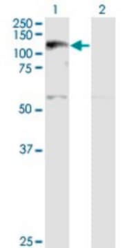 Monoclonal Anti-XPO5 antibody produced in mouse clone 2C5-1B3, ascites fluid