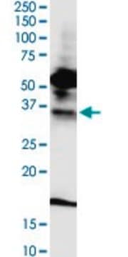 Monoclonal Anti-FPRL1 antibody produced in mouse clone 2G8, purified immunoglobulin, buffered aqueous solution