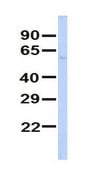 Anti-HNF4A antibody produced in rabbit affinity isolated antibody