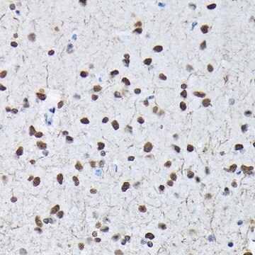 Anti-Phospho-c-Jun-S63 antibody produced in rabbit