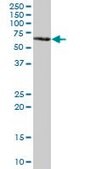 Anti-GBP5 antibody produced in mouse IgG fraction of antiserum, buffered aqueous solution