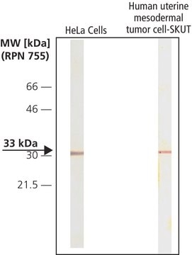 Monoclonal Anti-Cdk4 antibody produced in mouse clone DCS-31, ascites fluid