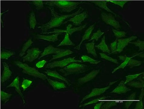 Monoclonal Anti-CDK9, (C-terminal) antibody produced in mouse clone 2D7, purified immunoglobulin, buffered aqueous solution