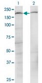 Monoclonal Anti-PLXNB2 antibody produced in mouse clone 2H3, purified immunoglobulin, buffered aqueous solution