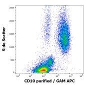 Monoclonal Anti-CD10 antibody produced in mouse clone LT10, purified immunoglobulin, buffered aqueous solution