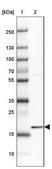 Anti-ADI1 antibody produced in rabbit Prestige Antibodies&#174; Powered by Atlas Antibodies, affinity isolated antibody, buffered aqueous glycerol solution