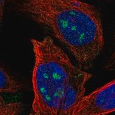 Anti-ZNF71 antibody produced in rabbit Prestige Antibodies&#174; Powered by Atlas Antibodies, affinity isolated antibody, buffered aqueous glycerol solution