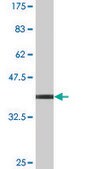 Monoclonal Anti-APPBP2, (C-terminal) antibody produced in mouse clone 4C2, purified immunoglobulin, buffered aqueous solution