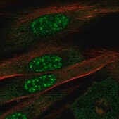 Anti-EFCAB13 antibody produced in rabbit Prestige Antibodies® Powered by Atlas Antibodies, affinity isolated antibody, buffered aqueous glycerol solution, Ab1