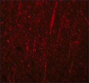 Anti-FRMPD4 antibody produced in rabbit affinity isolated antibody, buffered aqueous solution