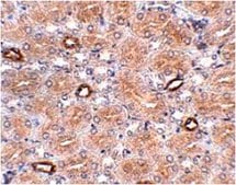 Anti-NOTUM Antibody from rabbit, purified by affinity chromatography