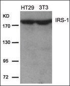 Anti-IRS1 (Ab-639) antibody produced in rabbit affinity isolated antibody