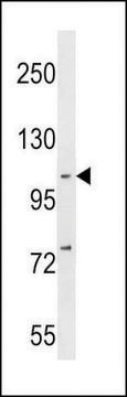 ANTI-NFKB(P105) (C-TERM S933) antibody produced in rabbit affinity isolated antibody, buffered aqueous solution