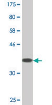 Monoclonal Anti-ZNF197, (C-terminal) antibody produced in mouse clone 3C11, purified immunoglobulin, buffered aqueous solution