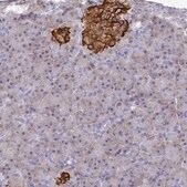 Anti-SERP1 antibody produced in rabbit Prestige Antibodies® Powered by Atlas Antibodies, affinity isolated antibody, buffered aqueous glycerol solution