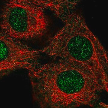Anti-NEIL3 antibody produced in rabbit Prestige Antibodies&#174; Powered by Atlas Antibodies, affinity isolated antibody