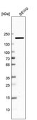 Anti-DOT1L antibody produced in rabbit Prestige Antibodies&#174; Powered by Atlas Antibodies, affinity isolated antibody