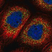 Anti-NIF3L1 antibody produced in rabbit Prestige Antibodies&#174; Powered by Atlas Antibodies, affinity isolated antibody, buffered aqueous glycerol solution
