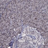Anti-CDCA5 antibody produced in rabbit Prestige Antibodies&#174; Powered by Atlas Antibodies, affinity isolated antibody, buffered aqueous glycerol solution