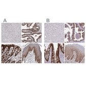 Anti-LIMA1 antibody produced in rabbit Prestige Antibodies&#174; Powered by Atlas Antibodies, affinity isolated antibody, buffered aqueous glycerol solution