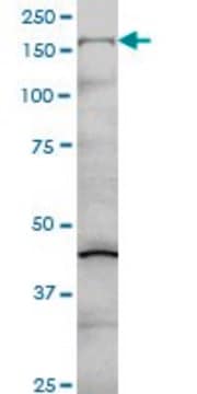 Monoclonal Anti-COL5A1 antibody produced in mouse clone 2F4, purified immunoglobulin, buffered aqueous solution