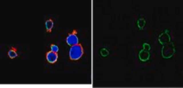 Anti-Bcl-2 Antibody, clone AW604, Alexa Fluor&#8482; 488 Conjugate