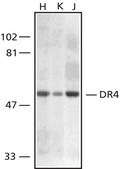 Anti-DR4, N-Terminal antibody produced in rabbit IgG fraction of antiserum, buffered aqueous solution