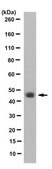 Anti-RAD9A Antibody, clone 5H8.1 clone 5H8.1, from mouse