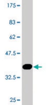 Monoclonal Anti-ZNF224 antibody produced in mouse clone 2C12, purified immunoglobulin, buffered aqueous solution