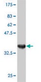 ANTI-RIPK5 antibody produced in mouse clone 4D5, purified immunoglobulin, buffered aqueous solution