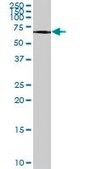 Anti-ATF7 antibody produced in mouse purified immunoglobulin, buffered aqueous solution