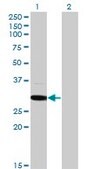 Monoclonal Anti-MED6 antibody produced in mouse clone 4C2, purified immunoglobulin, buffered aqueous solution