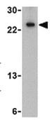 抗-TSLP抗体 from rabbit, purified by affinity chromatography