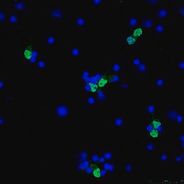 Anti-NeuN (rabbit) Antibody, Alexa Fluor&#8482; 488 Conjugate from rabbit, ALEXA FLUOR&#8482; 488