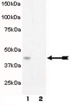 Anti-phospho-MEK1 (Thr292) Antibody Upstate&#174;, from rabbit