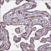 Anti-FLT1 antibody produced in rabbit Prestige Antibodies® Powered by Atlas Antibodies, affinity isolated antibody, buffered aqueous glycerol solution, Ab1
