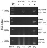 mEERL Mouse E6/E7/hRas Oropharynx Epithelial Luciferase Cell Line