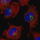 Anti-PLEKHA3 antibody produced in rabbit Prestige Antibodies® Powered by Atlas Antibodies, affinity isolated antibody, buffered aqueous glycerol solution