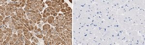 Anti-PDK4 Antibody, clone 2H5 ZooMAb® Rabbit Monoclonal recombinant, expressed in HEK 293 cells