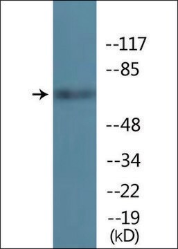 Anti-phospho-TIF-IA (pSer649) antibody produced in rabbit affinity isolated antibody
