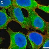 Anti-CAM-cysteine Antibody, clone 4E7 ZooMAb® Rabbit Monoclonal recombinant, expressed in HEK 293 cells