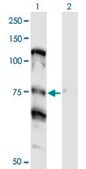 Monoclonal Anti-NOLC1, (C-terminal) antibody produced in mouse clone 3F8, purified immunoglobulin, buffered aqueous solution