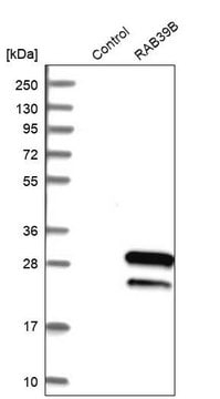 Anti-RAB39B antibody produced in rabbit Prestige Antibodies&#174; Powered by Atlas Antibodies, affinity isolated antibody, buffered aqueous glycerol solution