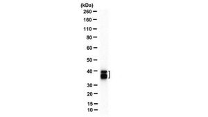 Anti-SET (I2PP2A) Antibody, N-term Antibody, clone 10E7 clone 10E7, from mouse